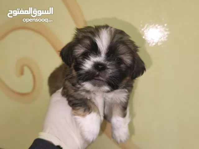 Shihtzu puppy