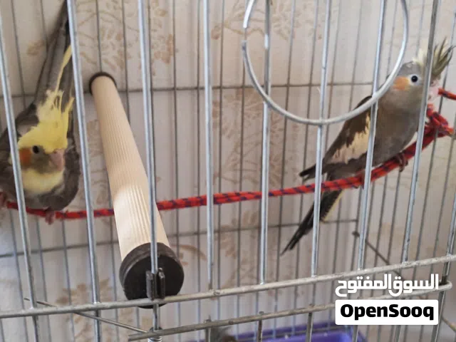 طيور كوكتيل للبيع