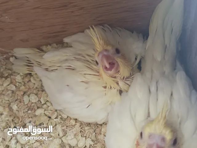 ببغاء كوكتيل جوز تحته فرخين