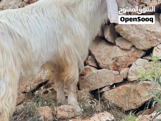 فحل منظر ومحظر كفاله هداد سن جمع