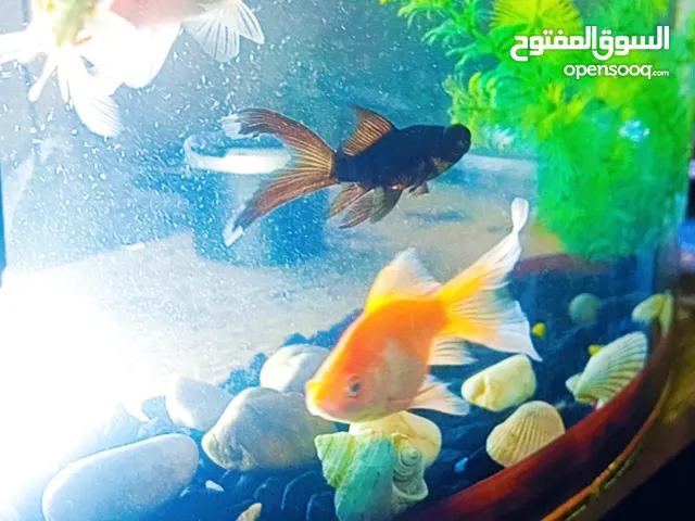 حوض سمك كامل اغراضه ارضيه وماتور و 7 سمكات 2 سمك قرش اليف و4 قولد فش 2 كبار و 2 وسط وحبة بلاك هومر