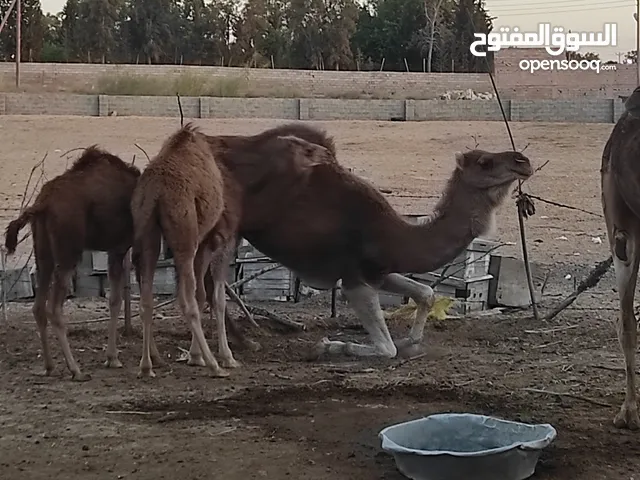 ما شاء الله (ابل)