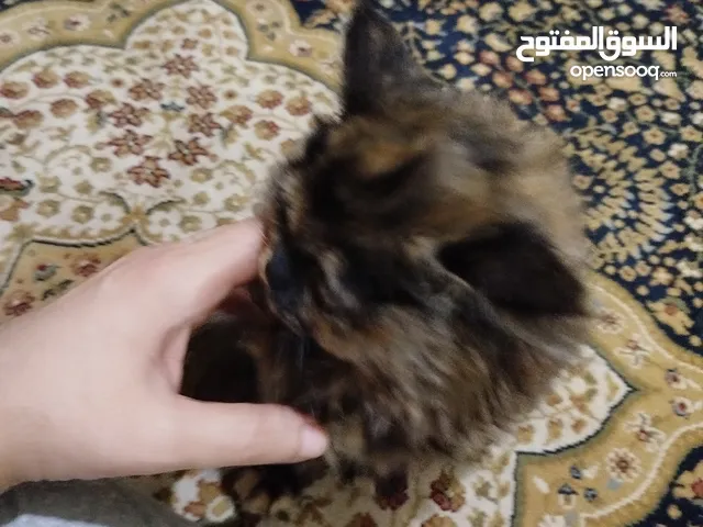 بنوتة شيرازي بيكي فيس