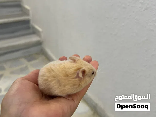 هامستر للبيع