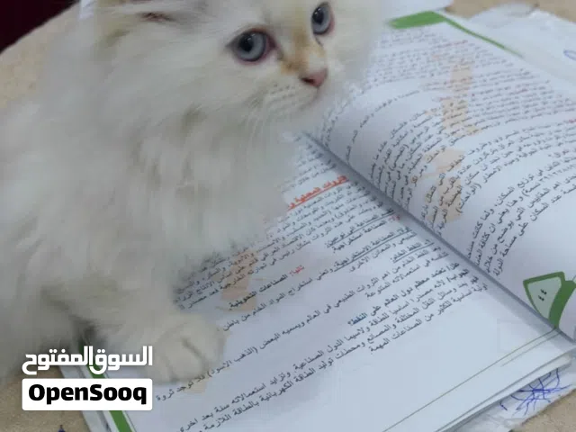قطط عمر شهرين ونص