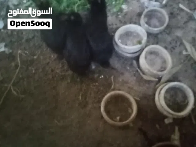 ارانب للبيع في الجيزة