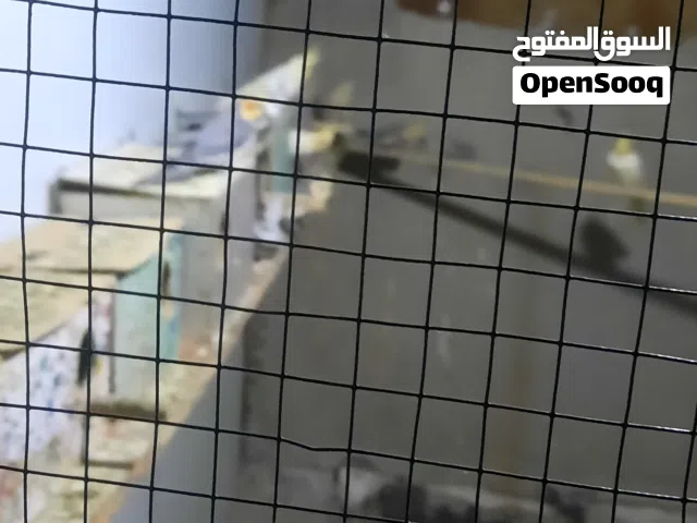 كوكتيلات للبيع  امايات بزارات زوجين جواهن افراخ