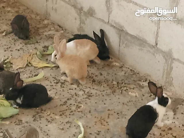 صيصان الماني لون ابيض نخب اول
