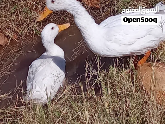 بط بكين ابيض للبيع زوز مش معروفات دكوره او انات او كوبيه