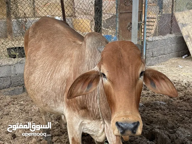 ثور مطعوم فووول سمنه