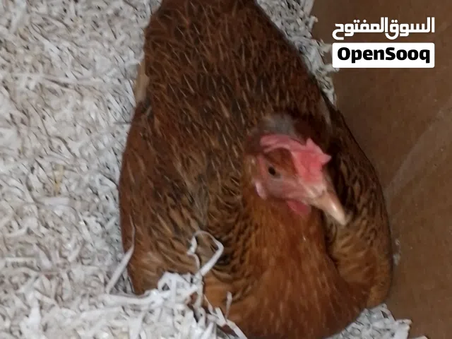 دجاجه عربيه كافه و ديج كويتي