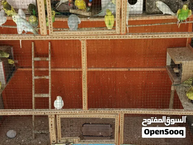 السلام عليكم طيور الحب تقريباً   زوج كلهن بزارات وجواهن بيض وافراخ للبيع مع القفص كامل