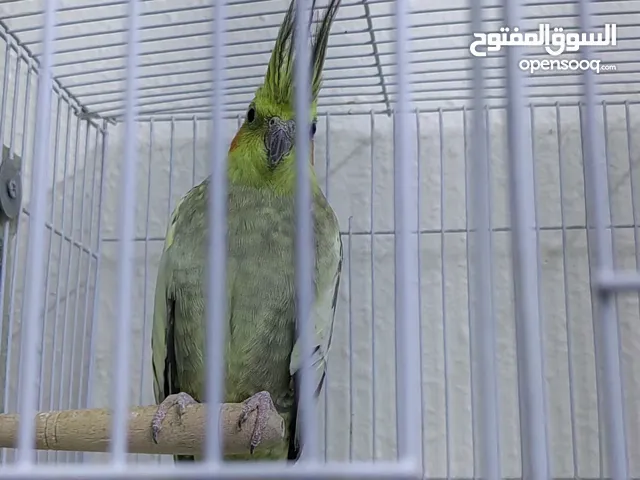 زوج كروان منتج م شاء الله