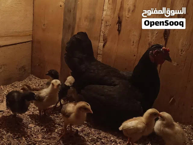 دجاجه; سوده طلق  وراهاا 10