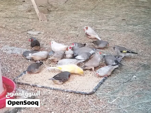 زيبرا غليظه3/4كلهن كوبيات بانتاجهن