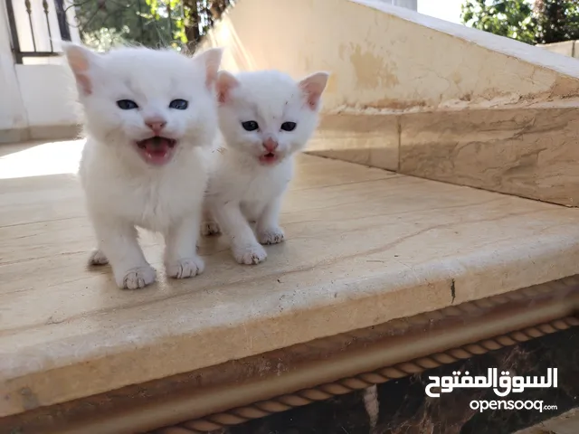 قطط هنقورا عيون زرق