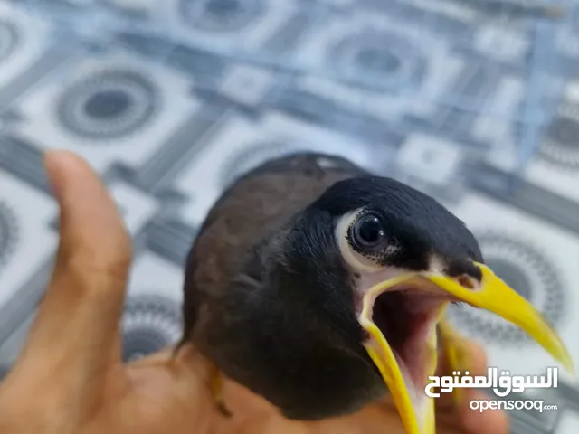 مينا اليفه