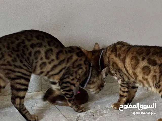للبيع قط بنغالي نادر الوصف مهم