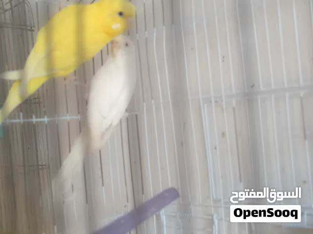 كوبي بقلينو