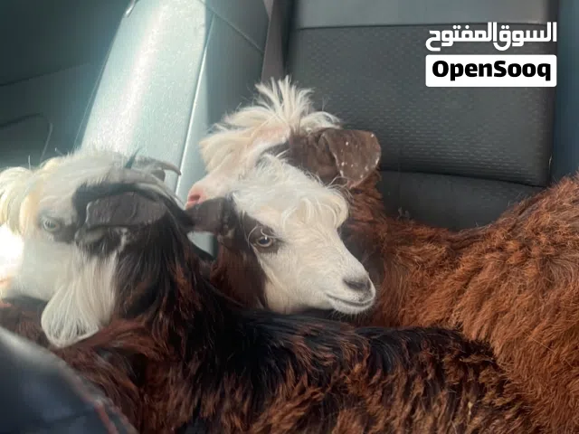 للبيع صخل رحبيات