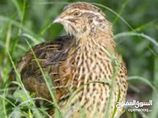 female quail for sale old enough to lay eggs