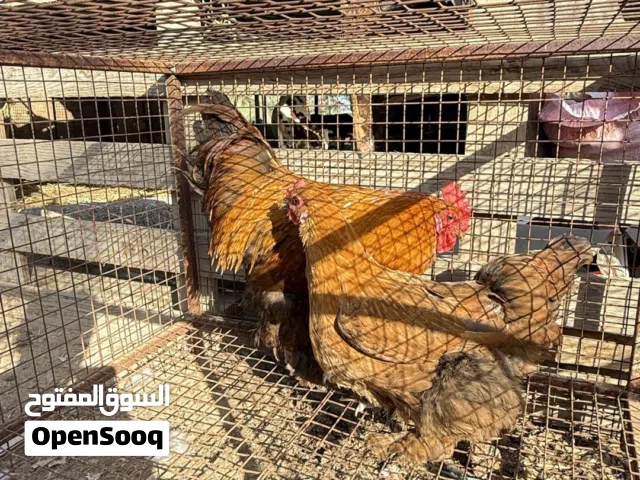 دجاج الكوشن العملاق