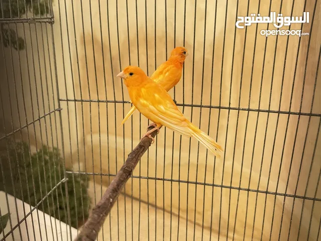 جوز كنار احمر