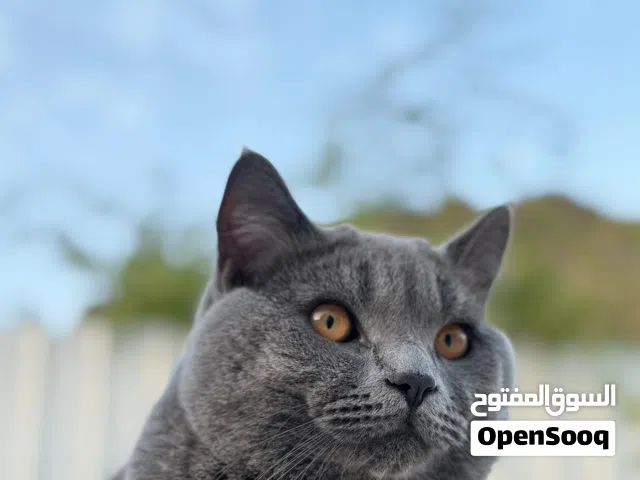 قط سكوتش فولد