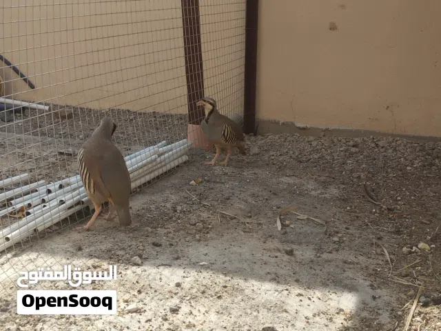 طائر الحجل ذكر وانثاء