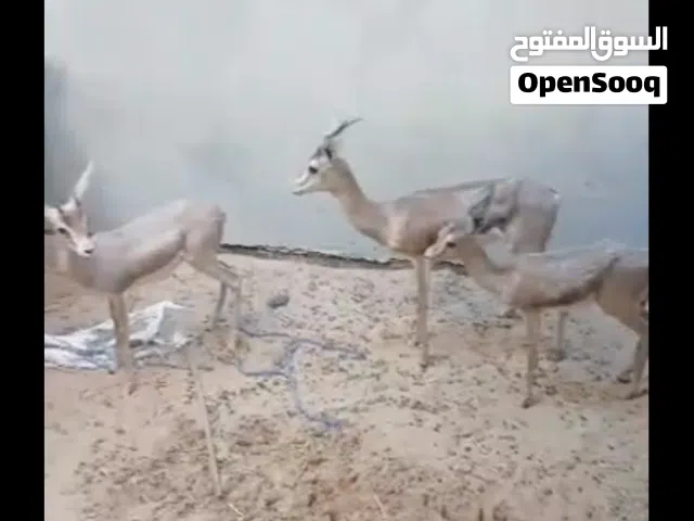 غزالة تحتها زوز جديان دكوار
