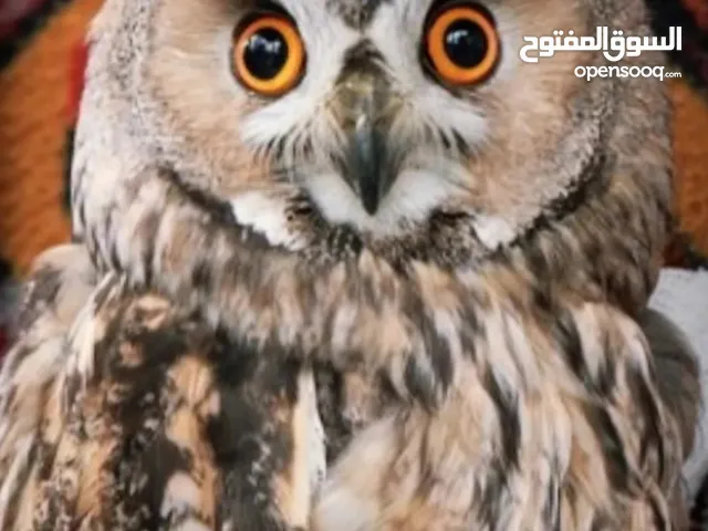 Troll owls Long eard owls