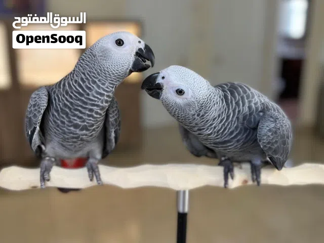 Talking African Grey Parrots
