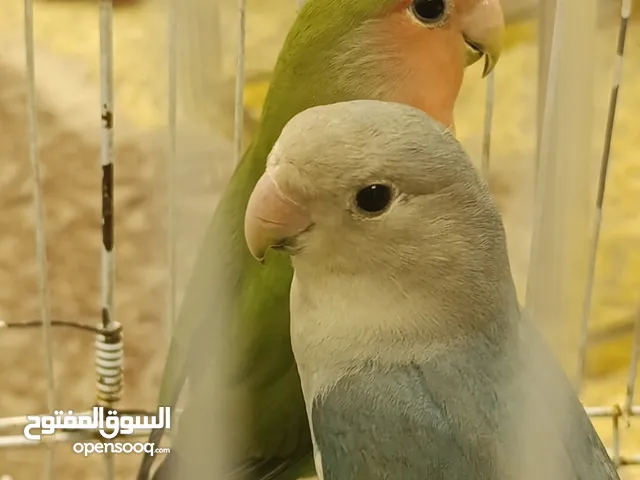 كوبيه بركديلو تبارك الرحمن