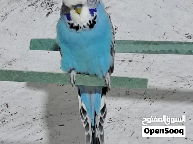 مجموعه طيور كنار وحب انجليزي للبيع