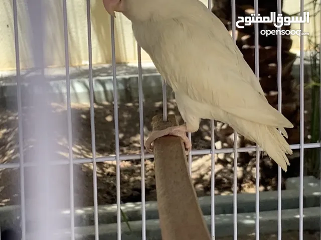 انثى روز البينو عيون حمر