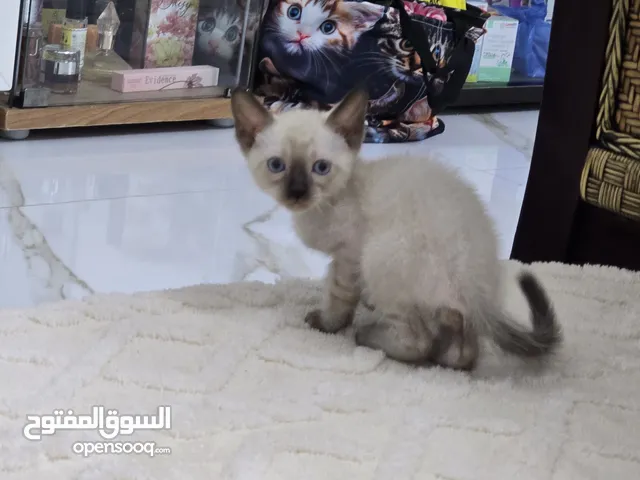 kitten Siamese