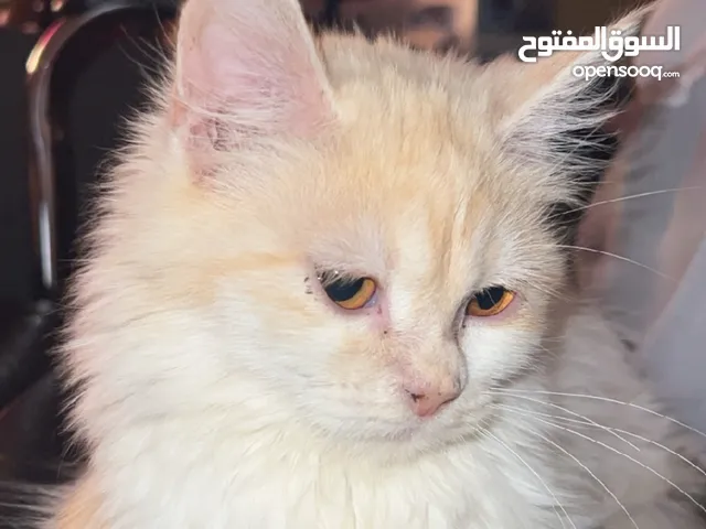 قط شيرازي العمر 11 شهر انثى