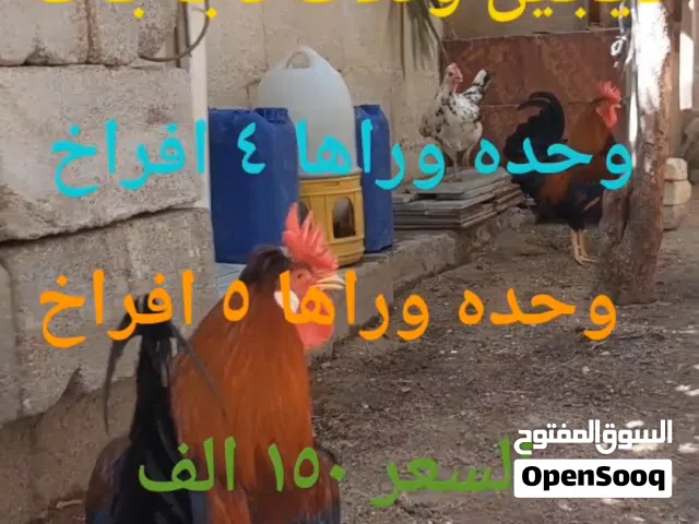 دجاج كويتي افرك للبيع