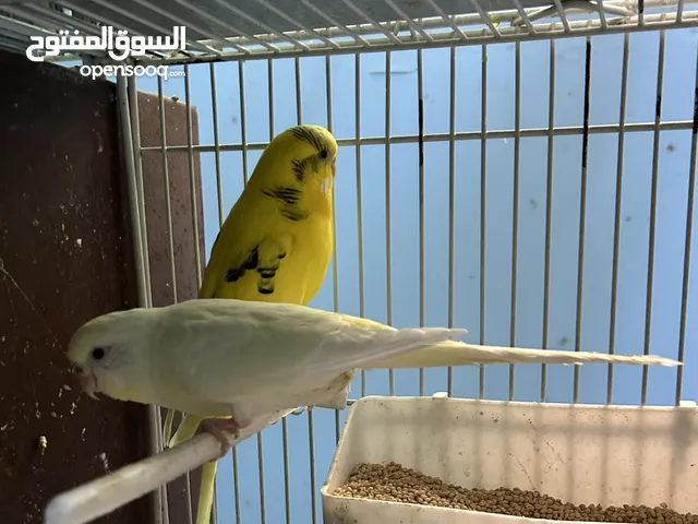 جوزين طيور حب شغالين للبيع