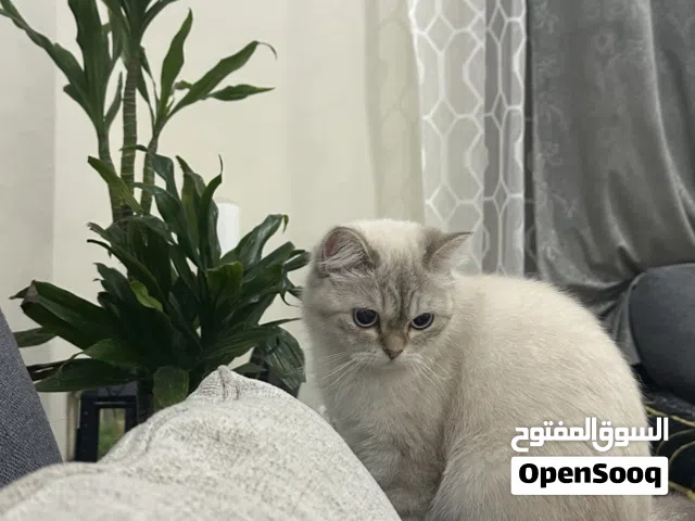 للبيع برتش شورت هير انثى for sale British short hair