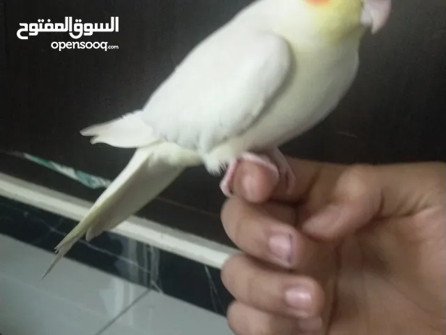 high quality cocktail one of the best