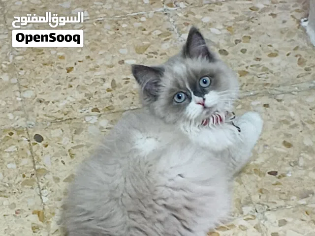 مرحبا عندي قطه انثى مواليد شهر 3 نوعها هملايا للبيع ب 30 دينار ويلي بده ما رح اقصر معه موقعي عمان ال