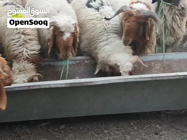 غنم ضحايه احجام وسعار مختلفه