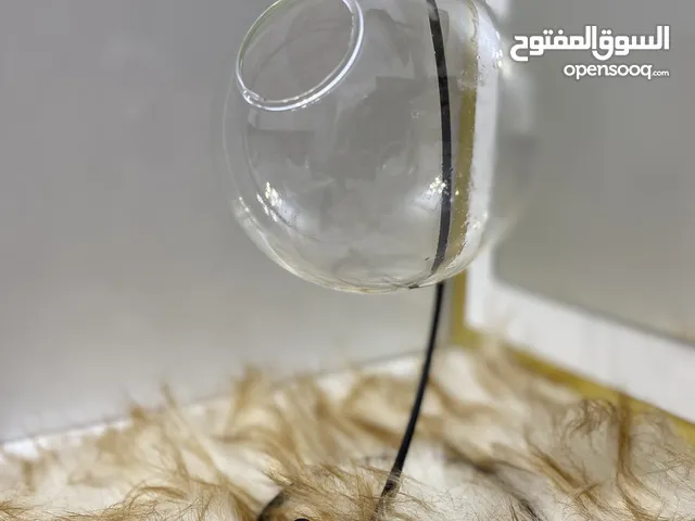 سمك الفايتر للبيع سمكه+ حوض +احجار