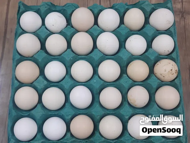 متوفر بيض دجاج عرب وبوركيبة وفيومي ومطوك وماكنتوش وكويتي  مشكل ملقح تخزين جديد طبقة