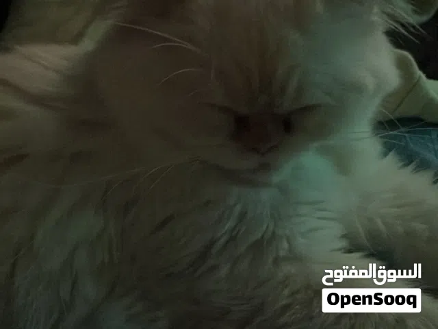 قطه ام و اربع اطفال تبني مجاني ضروري