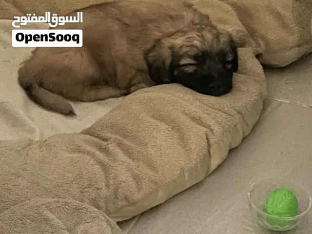 جرو مالتييز ذكر ذكي و لعوب Adorable Male Maltese Puppy