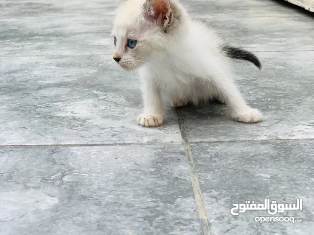 زوز شيرازي صحة كويسه ساوم و ارفع