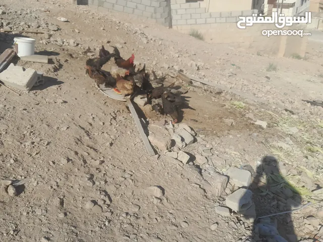 فرخات بلدي