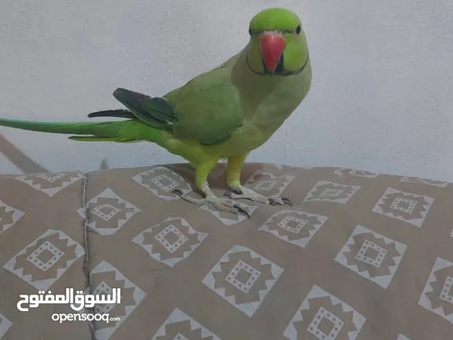 for sale parrot
